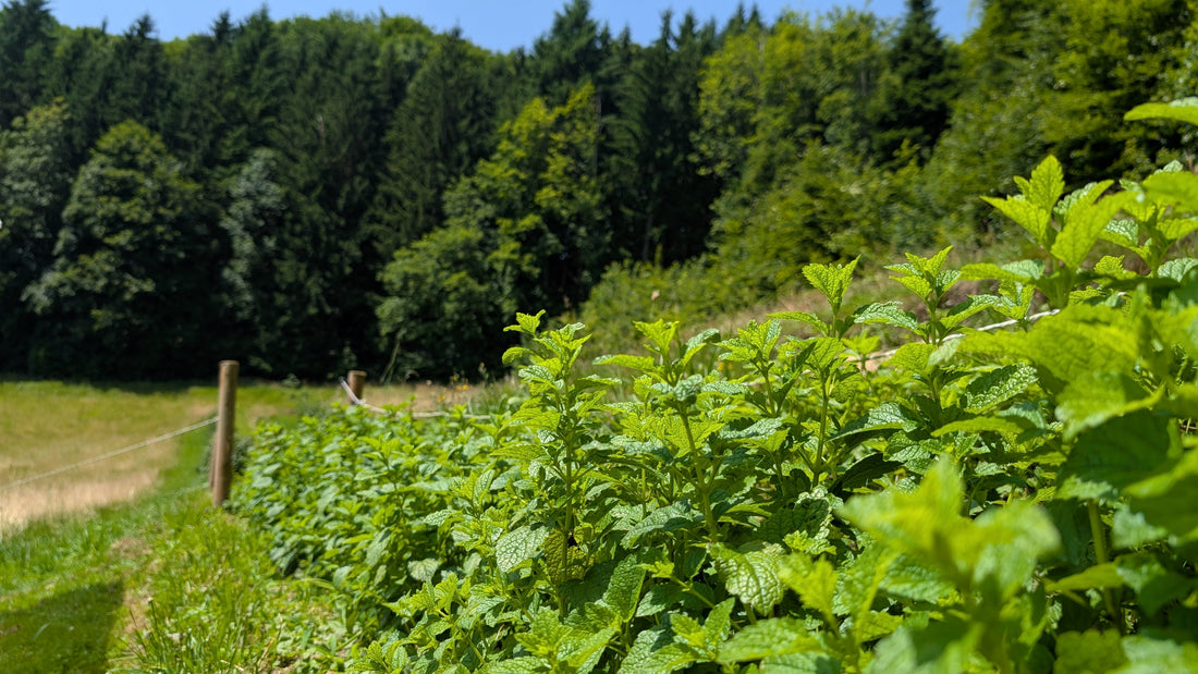 Pflanzliche Supplements Schweiz richtig wählen