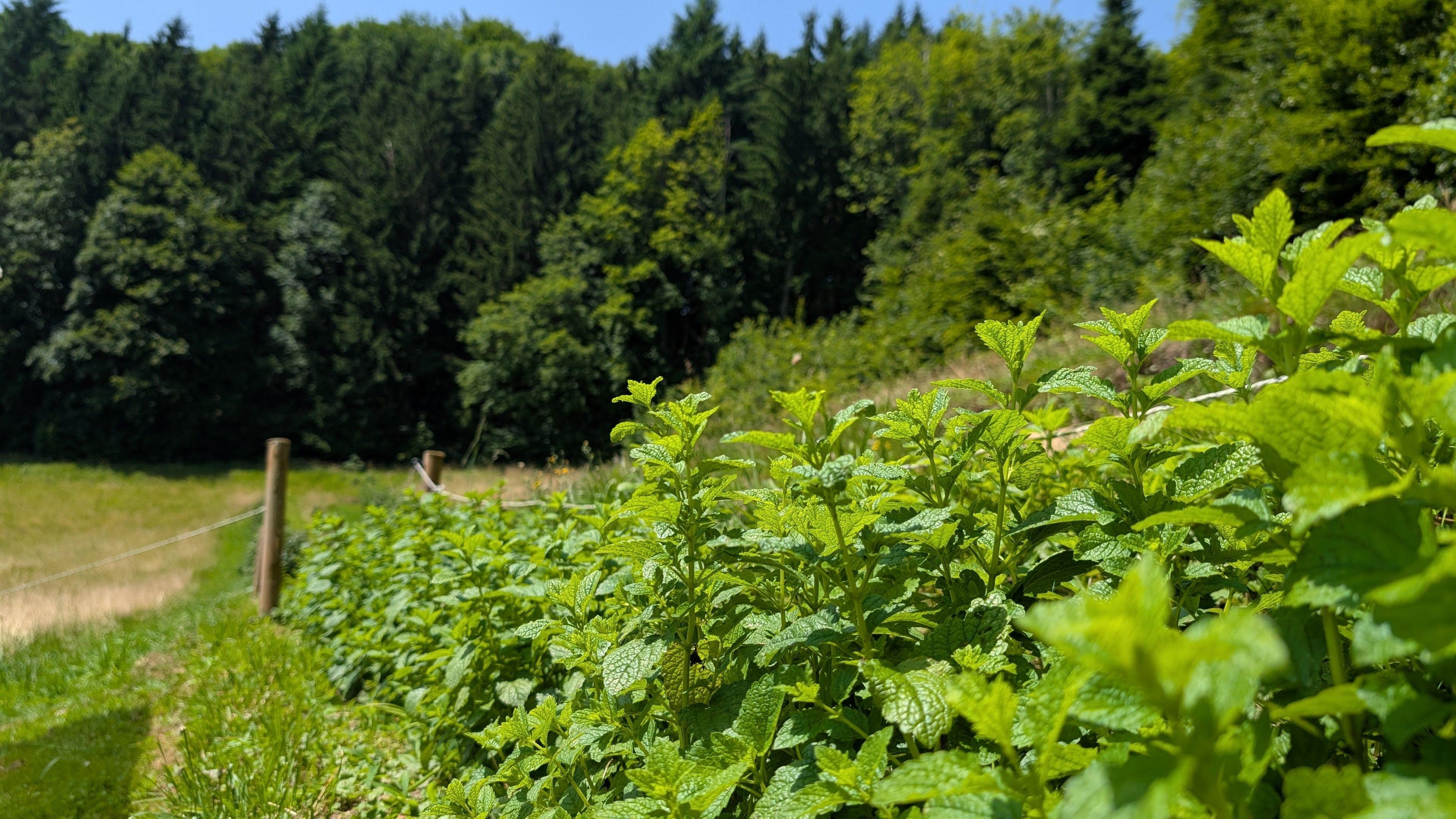 Pflanzliche Supplements Schweiz richtig wählen