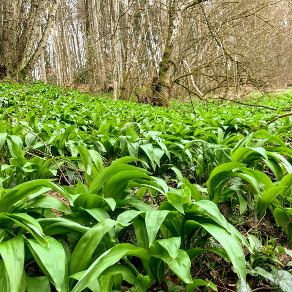 Bio Bärlauch Kapseln, Vegan & Natürlich, 70 Stück (Allium ursinum)