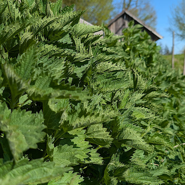 Bio Brennnessel Pulver, Vegan & Natürlich, 100g (Urtica dioica)