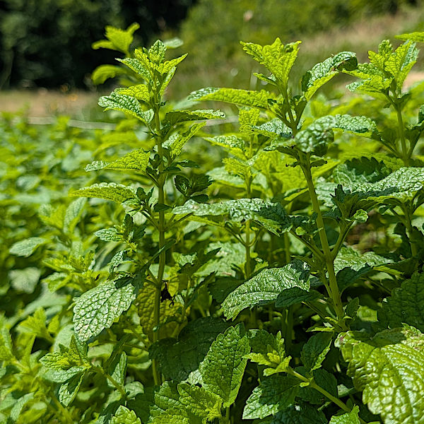 Bio Melisse Pulver, Vegan & Natürlich, 100g (Melissa officinalis)