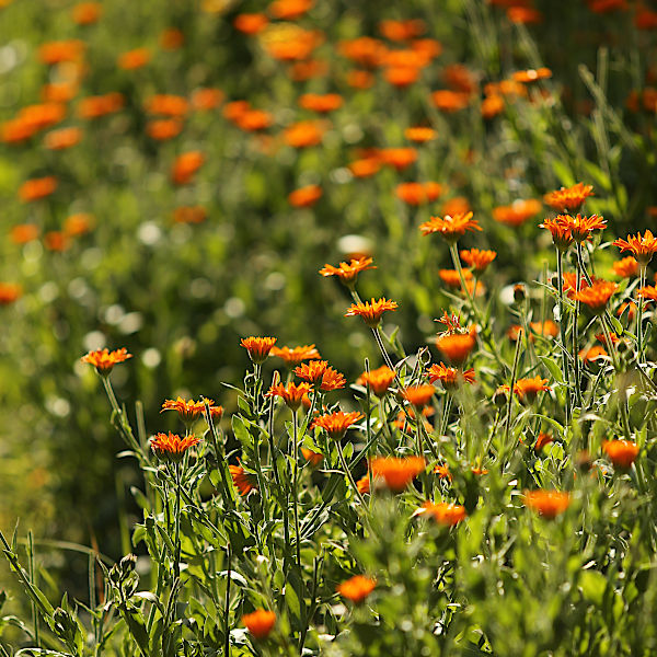 Bio Ringelblumen Kapseln, Vegan & Natürlich, 70 Stück (Calendula officinalis)