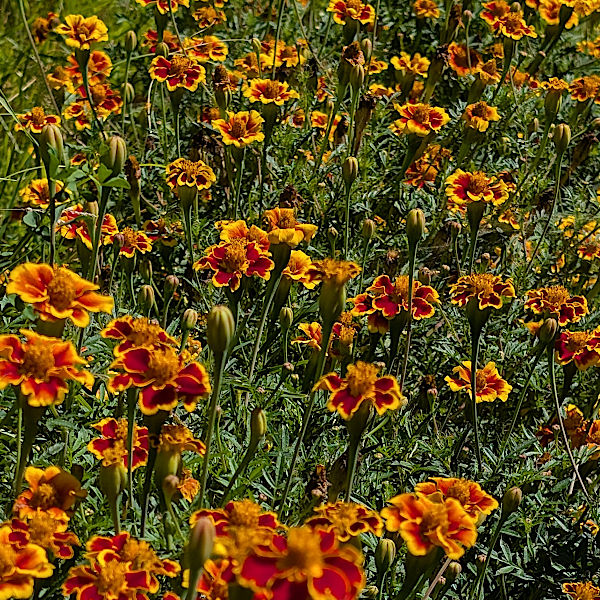 Bio Tagetes Kapseln, Vegan & Natürlich, 70 Stück