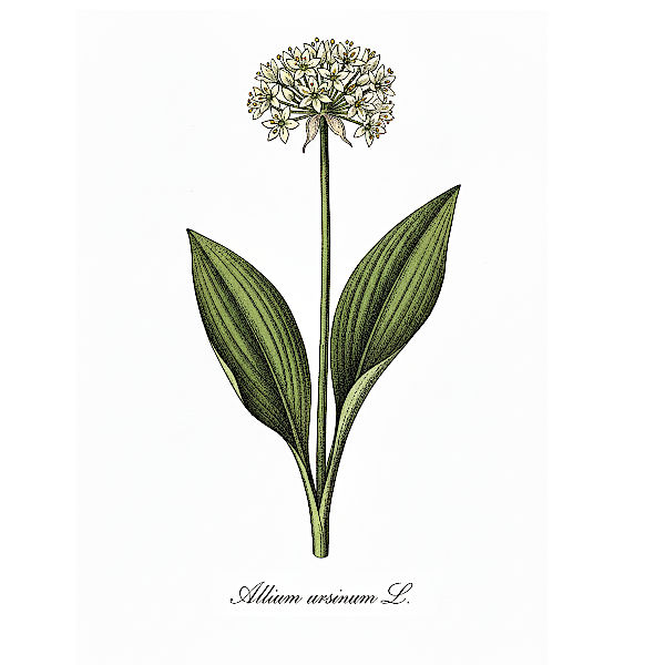 Bio Bärlauch Kapseln, Vegan & Natürlich, 70 Stück (Allium ursinum)