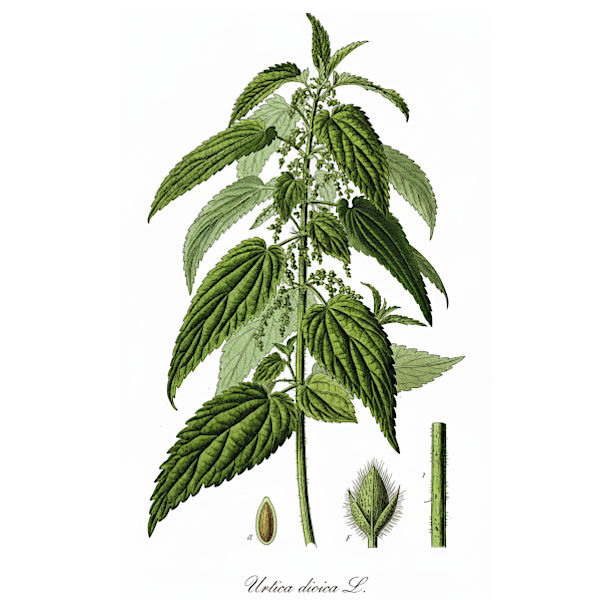 Bio Brennnessel Pulver, Vegan & Natürlich, 100g (Urtica dioica)