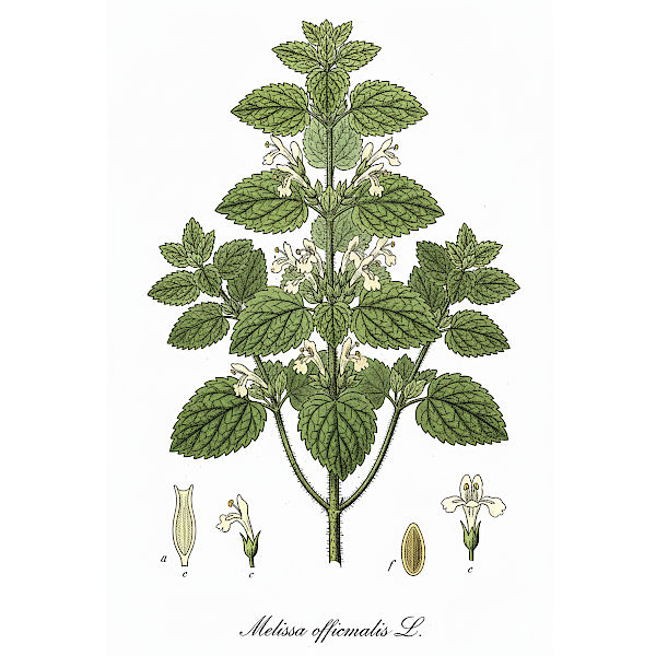 Bio Melisse Tee, Vegan & Natürlich, 20g (Melissa officinalis)