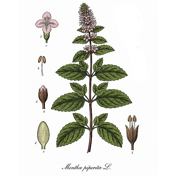 Bio Pfefferminz Pulver, Vegan & Natürlich, 100g (Mentha piperita)