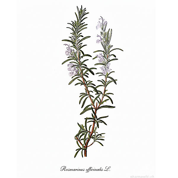 Bio Rosmarin Pulver, Vegan & Natürlich, 100g (Salvia rosmarinus)