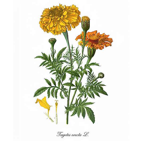 Bio Tagetes Kapseln, Vegan & Natürlich, 70 Stück