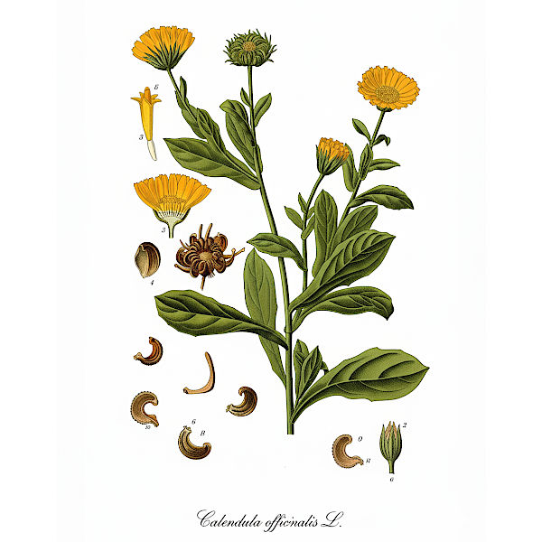 Bio Ringelblumen Tee, Vegan & Natürlich, 20g (Calendula officinalis)