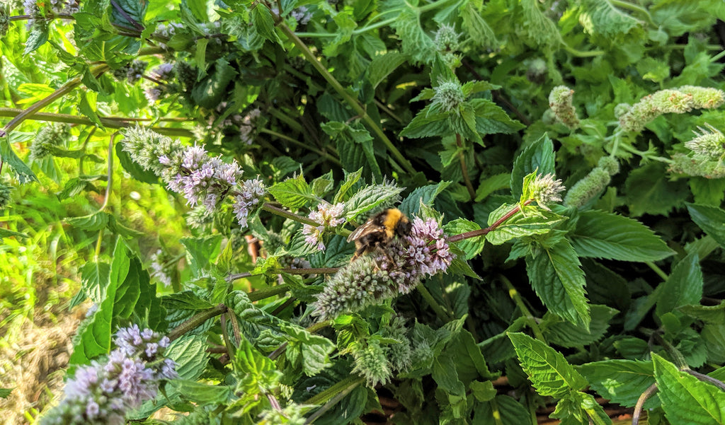 Frische Pfefferminze