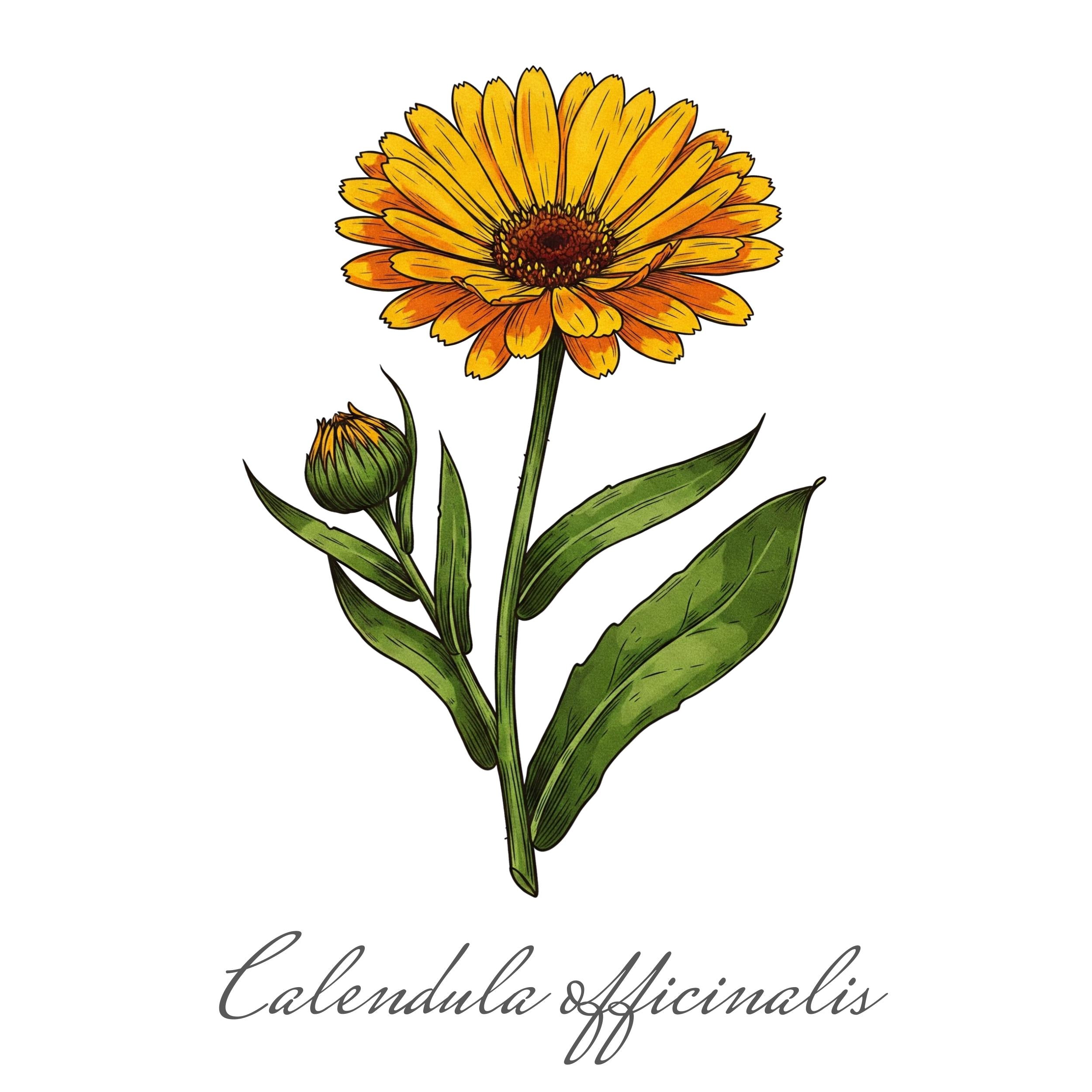 Ringelblumen Botanik