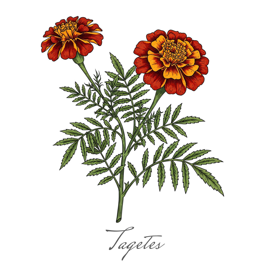 Tagetes Botanik