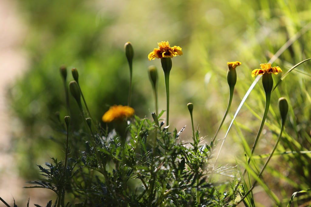 Tagetes in der Natur