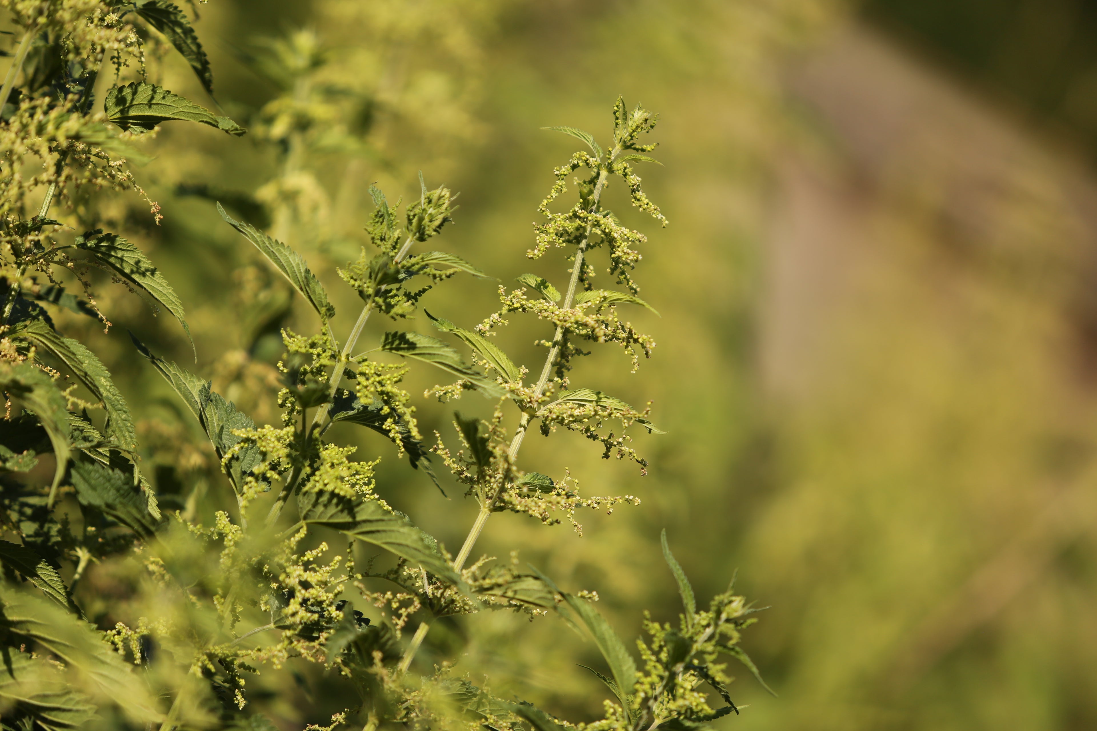 Urtica Dioica