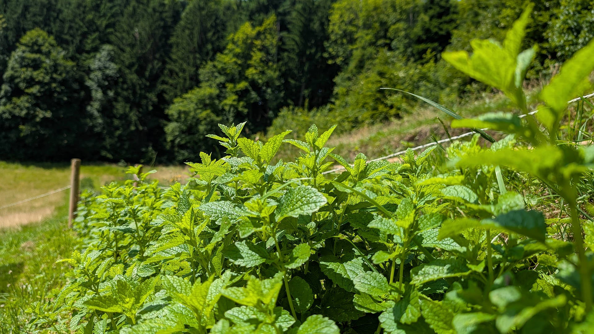 Zitronenmelissefeld